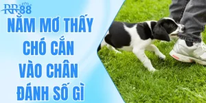 Nằm Mơ Thấy Chó Cắn Vào Chân Đánh Số Gì Để Trúng Lớn?