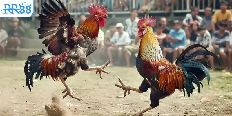 Nét chính về đá gà thomo mới nhất